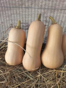 Butternut Squash