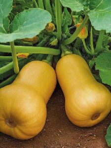 Butternut Squash