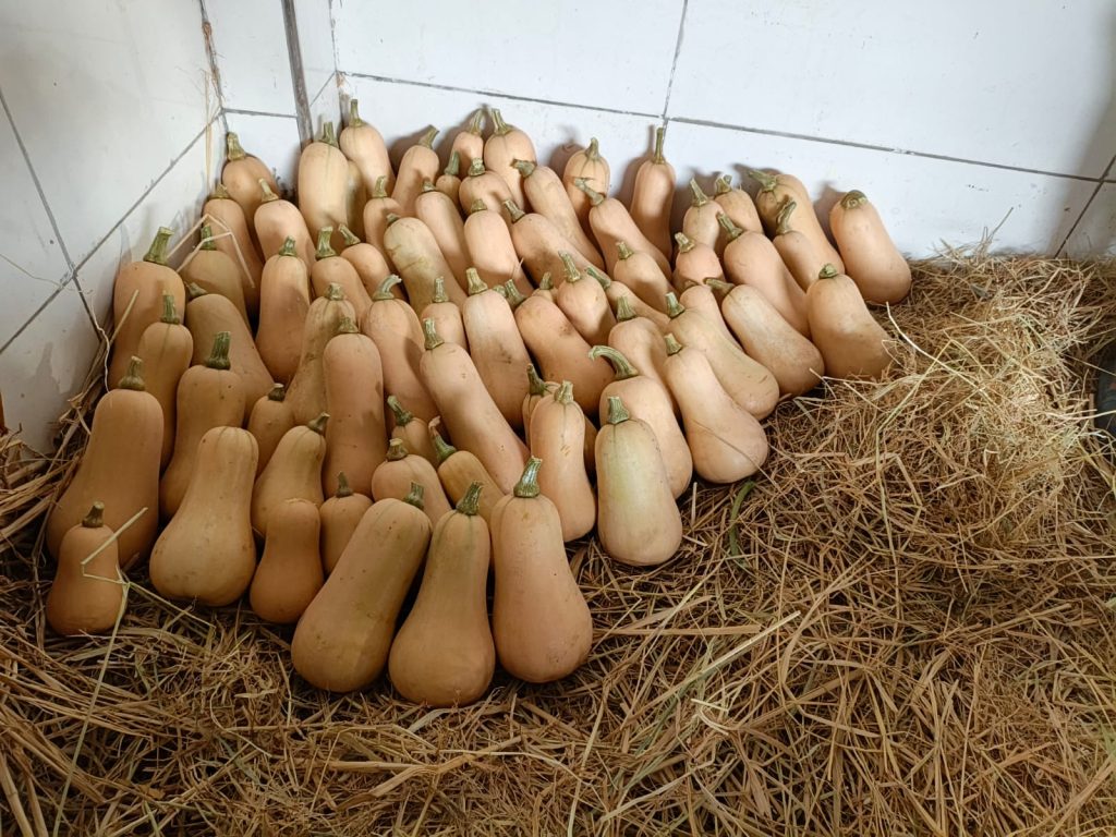 Butternut Squash Fresh gaara export