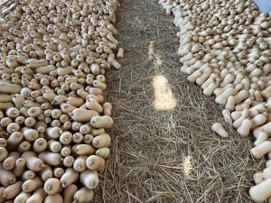 Butternut Squash Fresh gaara export