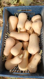 Butternut Squash Fresh gaara export