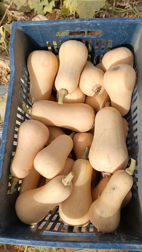 Butternut Squash Fresh gaara export