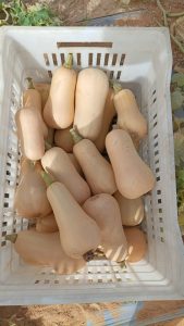 Butternut Squash Fresh gaara export
