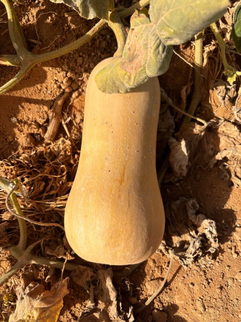 Butternut Squash Fresh gaara export