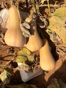 Butternut Squash Fresh gaara export