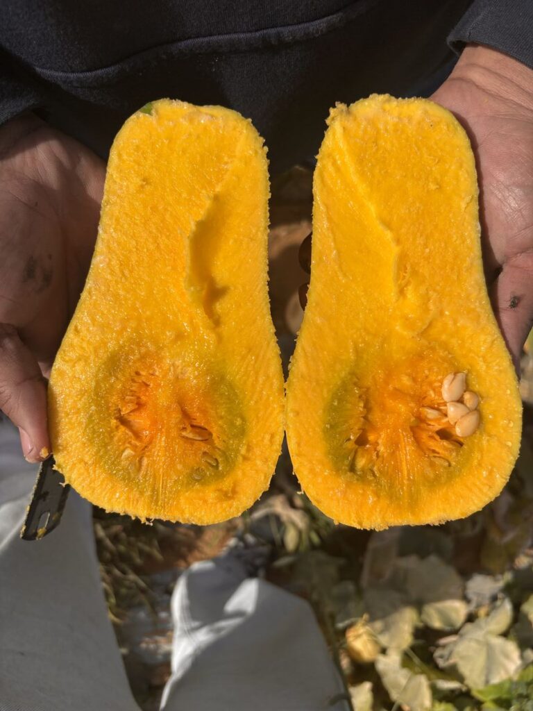 Butternut Squash Fresh gaara export
