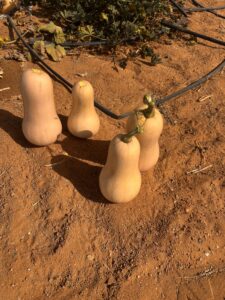 Butternut Squash Fresh gaara export