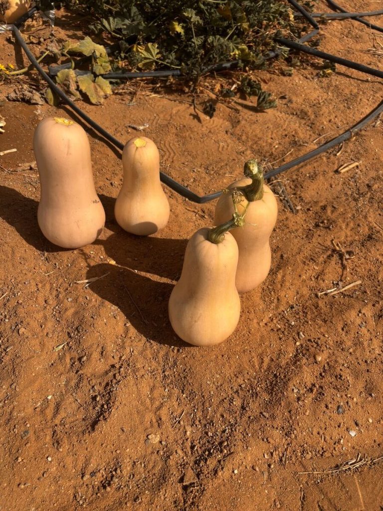 Butternut Squash Fresh gaara export