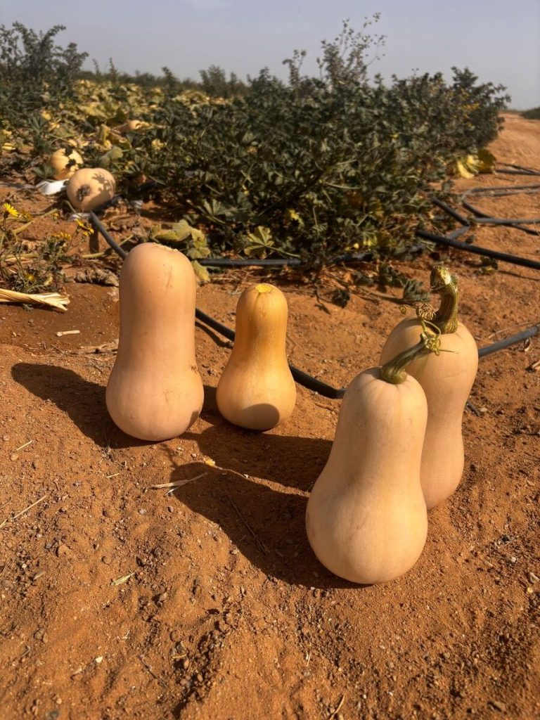 Butternut Squash Fresh gaara export