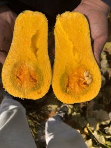 Butternut Squash Fresh gaara export