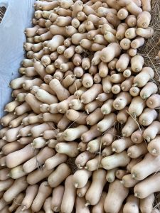 Butternut Squash Fresh gaara export