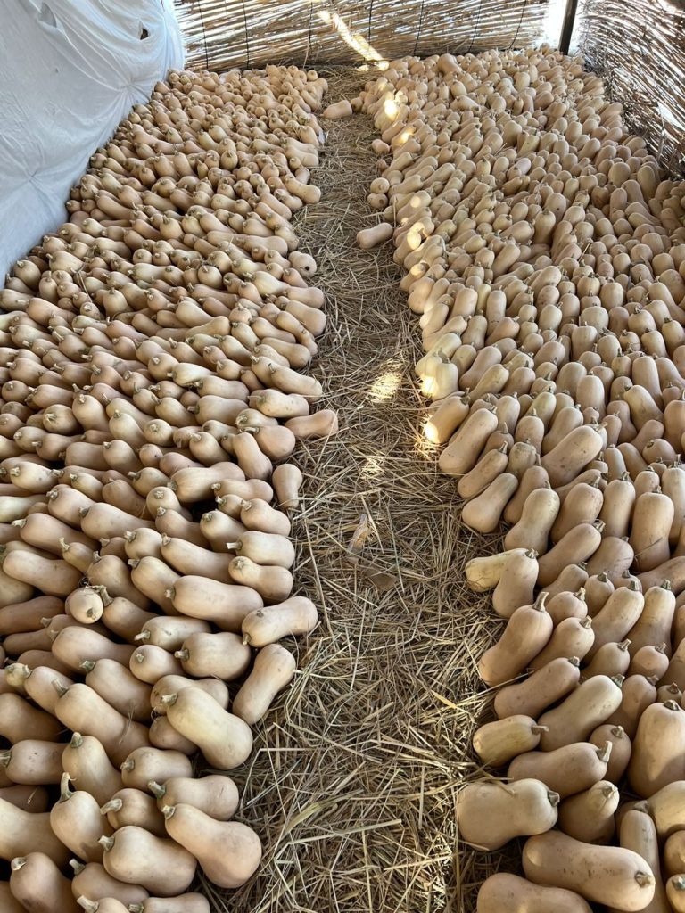 Butternut Squash Fresh gaara export