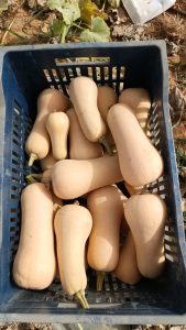 Butternut Squash Fresh gaara export
