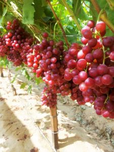 Flame Seedless Grapes