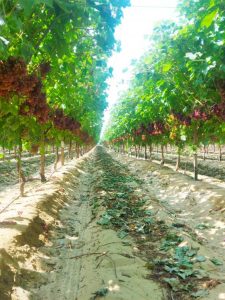 Flame Seedless Grapes