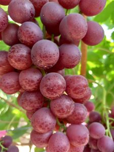 Flame Seedless Grapes
