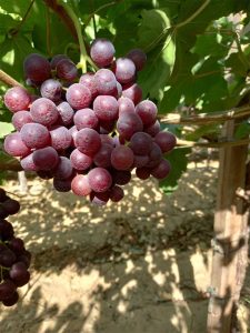 Flame Seedless Grapes