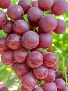 Flame Seedless Grapes