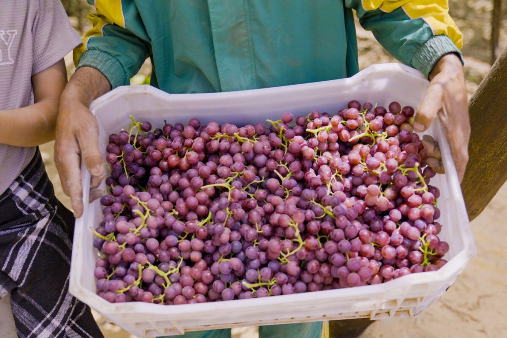 Fresh Flame Seedless Grapes from Gaara Export farms.