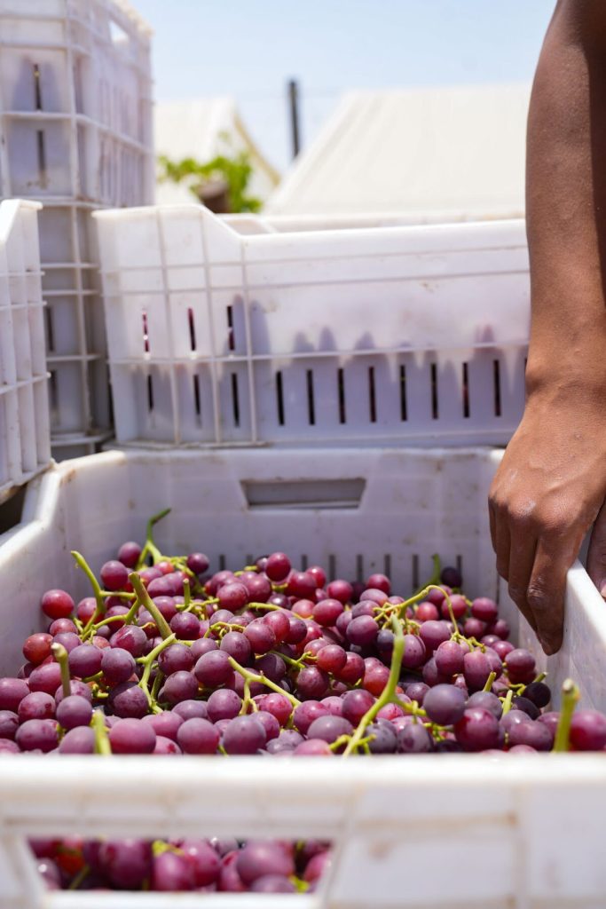 Fresh Flame Seedless Grapes from Gaara Export farms.