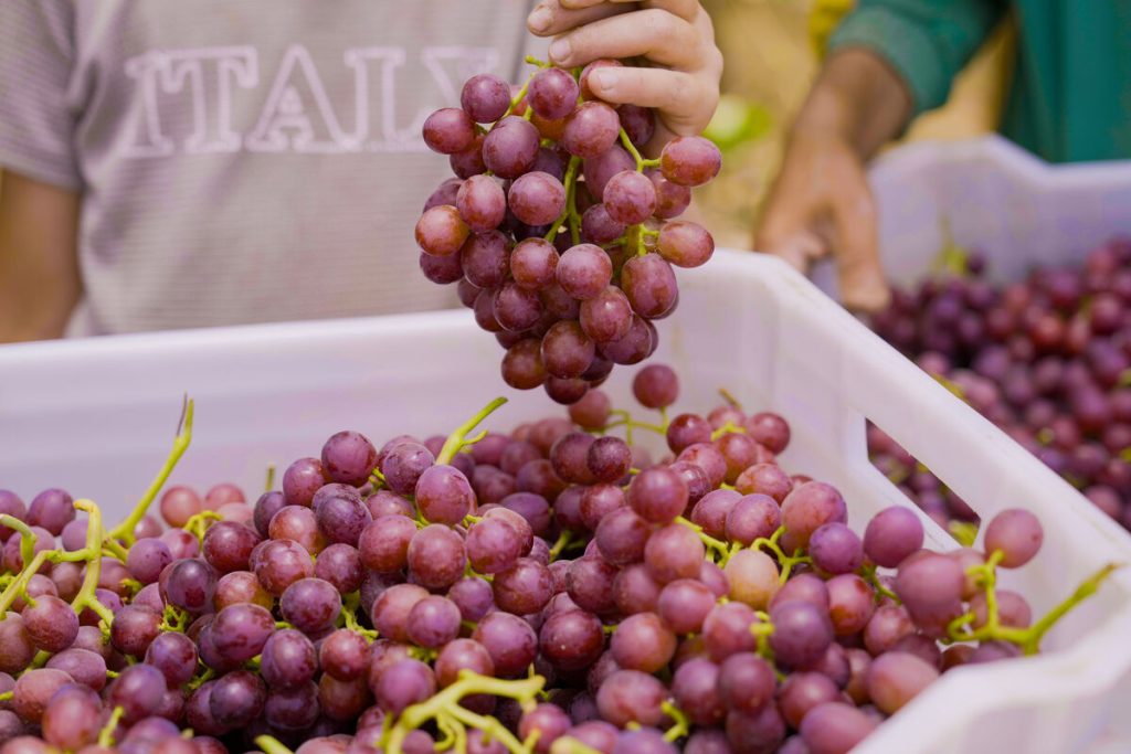 Fresh Flame Seedless Grapes from Gaara Export farms.
