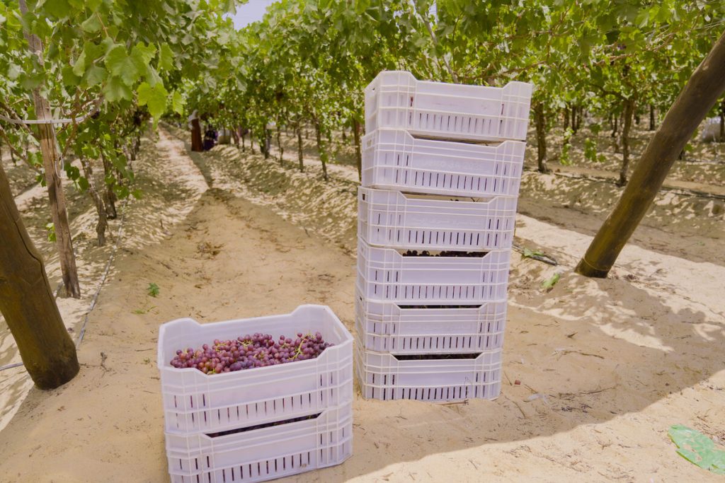 Fresh Flame Seedless Grapes from Gaara Export farms.