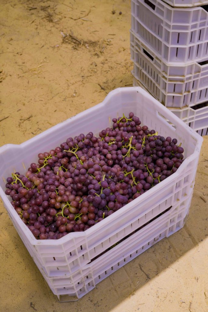 Fresh Flame Seedless Grapes from Gaara Export farms.
