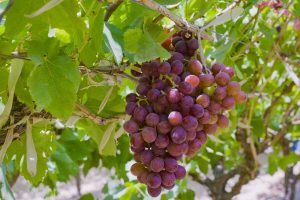 Fresh Flame Seedless Grapes from Gaara Export farms.