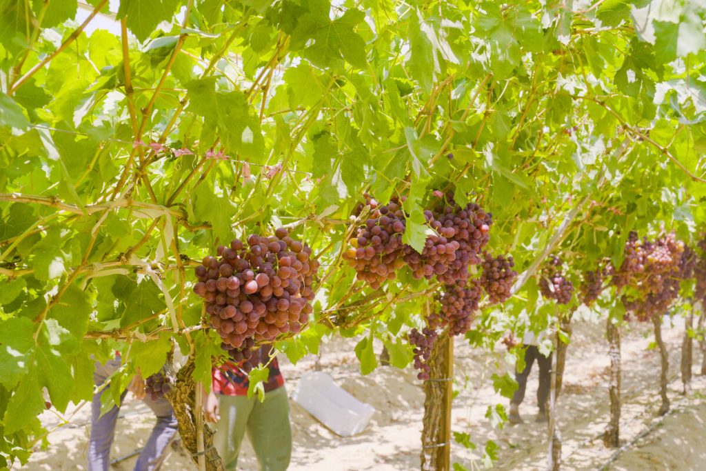 Fresh Flame Seedless Grapes from Gaara Export farms.