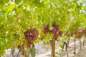 Fresh Flame Seedless Grapes from Gaara Export farms.