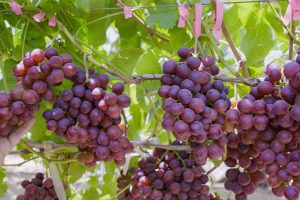 Fresh Flame Seedless Grapes from Gaara Export farms.