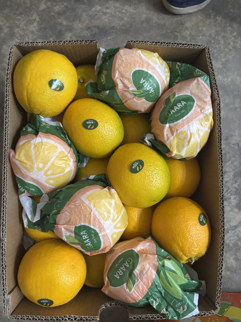 Fresh oranges from Gaara Export farms