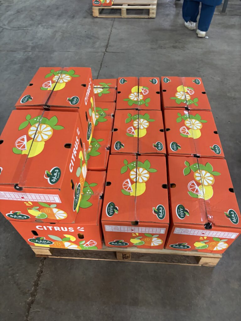 Fresh oranges from Gaara Export farms