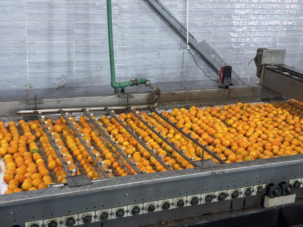 Oranges from Egypt for Indian Importers: Navel and Valencia