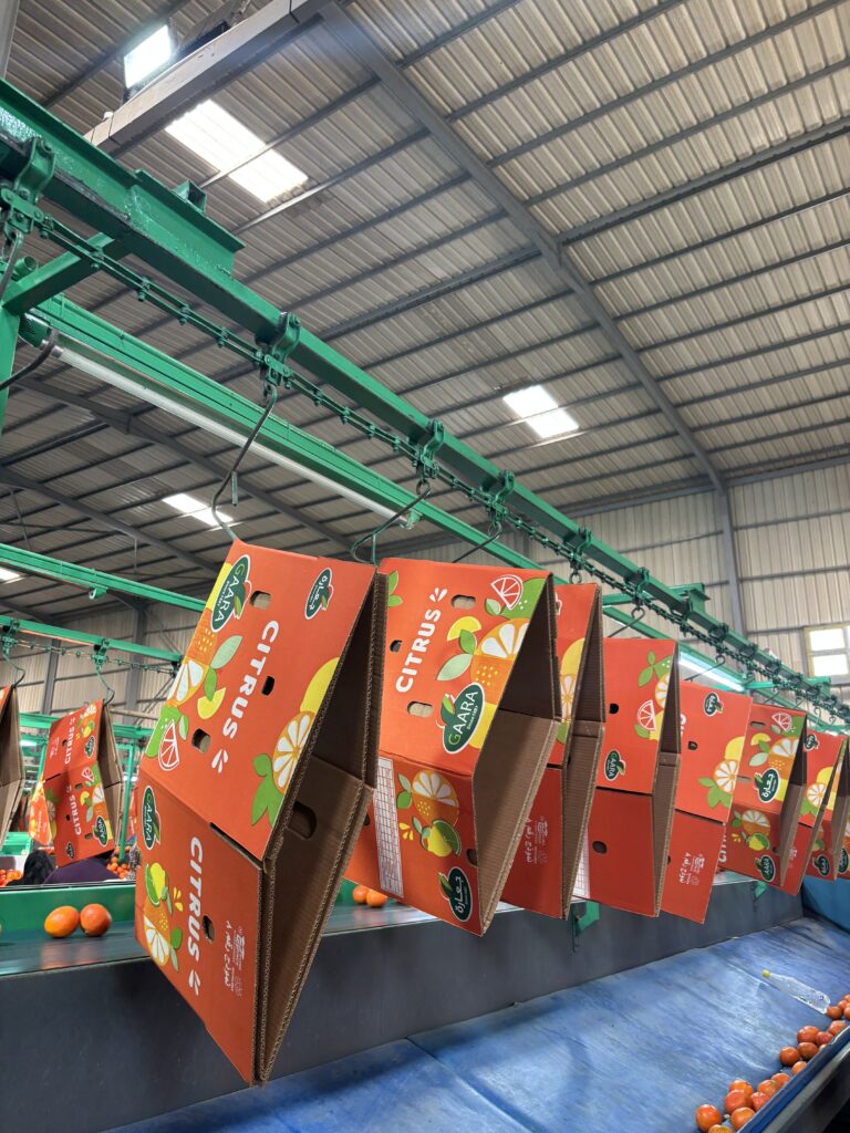 Fresh oranges from Gaara Export farms