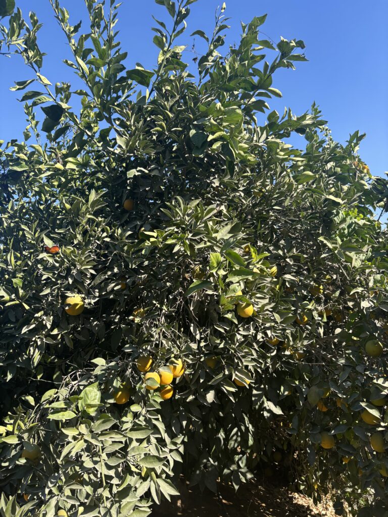 Fresh oranges from Gaara Export farms