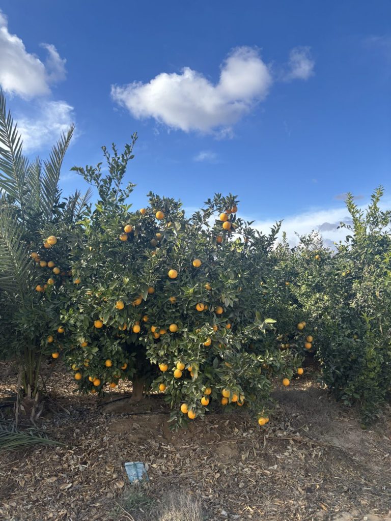 Egyptian orange orchard supplying Gaara Export