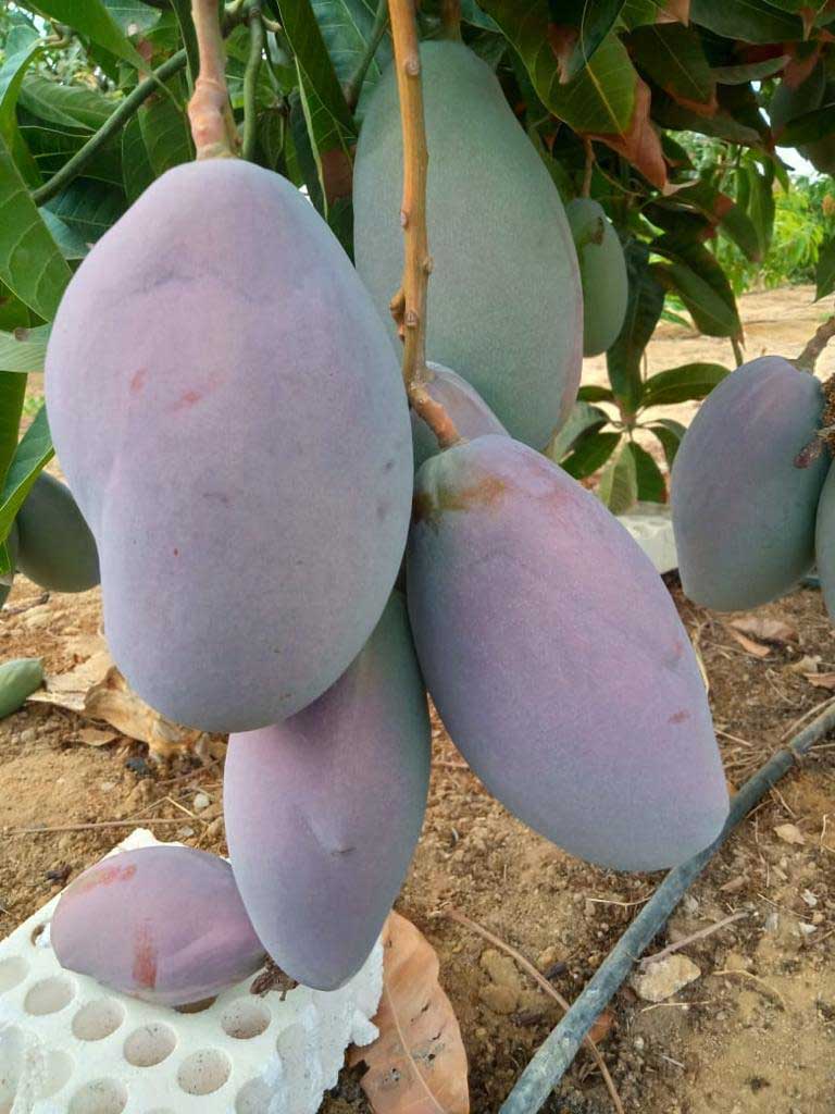 Osteen Mango