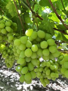 Fresh Prime Seedless Grapes from Gaara Export farms.