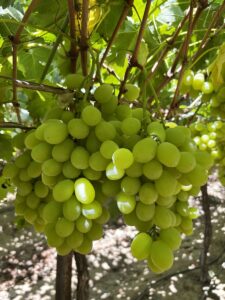 Fresh Prime Seedless Grapes from Gaara Export farms.