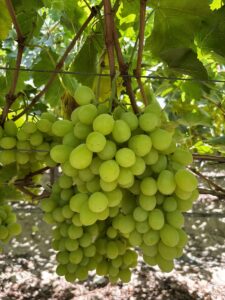 Fresh Prime Seedless Grapes from Gaara Export farms.