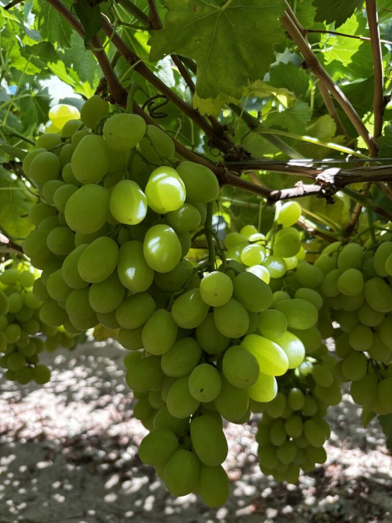 Fresh Prime Seedless Grapes from Gaara Export farms.
