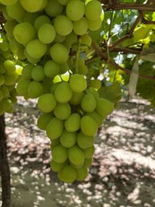 Fresh Prime Seedless Grapes from Gaara Export farms.