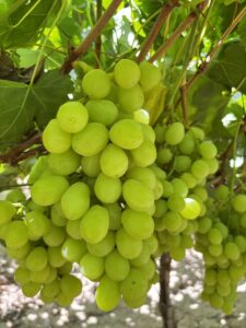 Fresh Prime Seedless Grapes from Gaara Export farms.