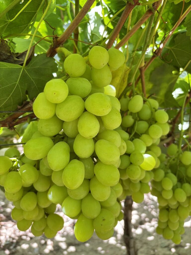 Fresh Prime Seedless Grapes from Gaara Export farms.