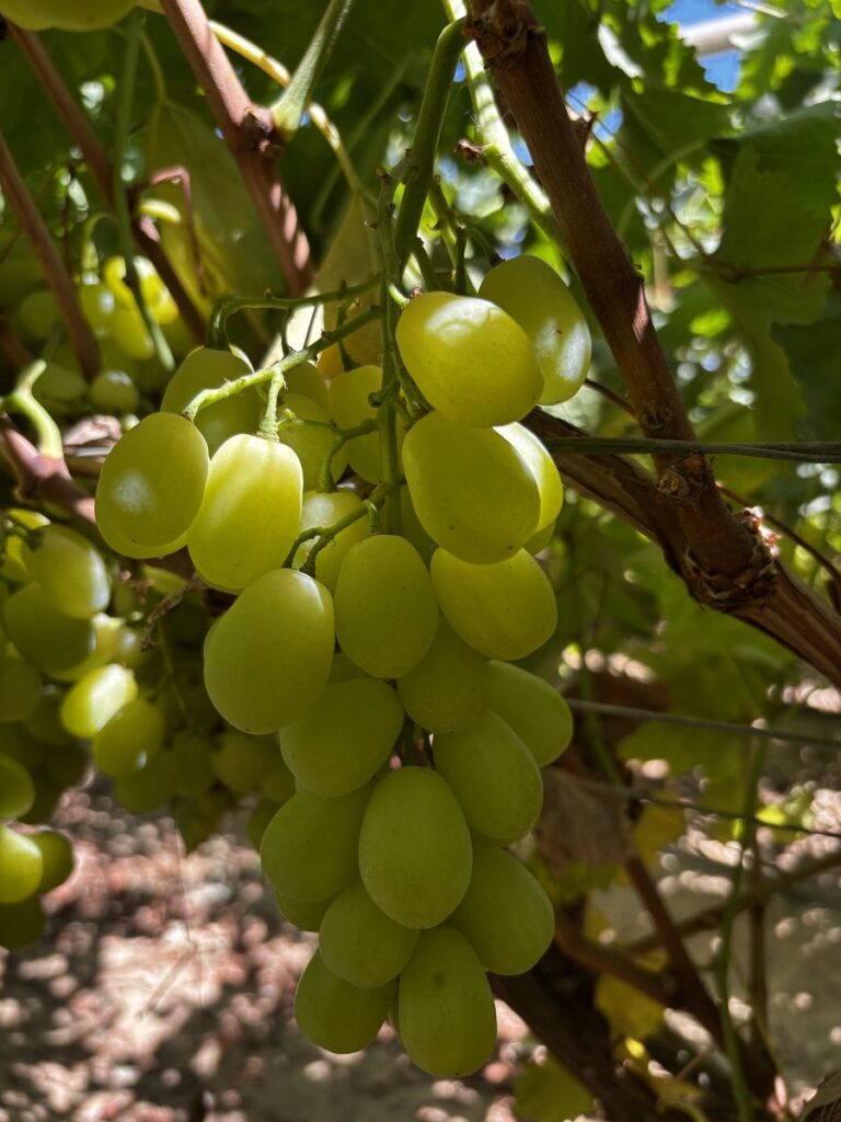 Fresh Prime Seedless Grapes from Gaara Export farms.