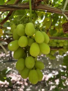 Fresh Prime Seedless Grapes from Gaara Export farms.