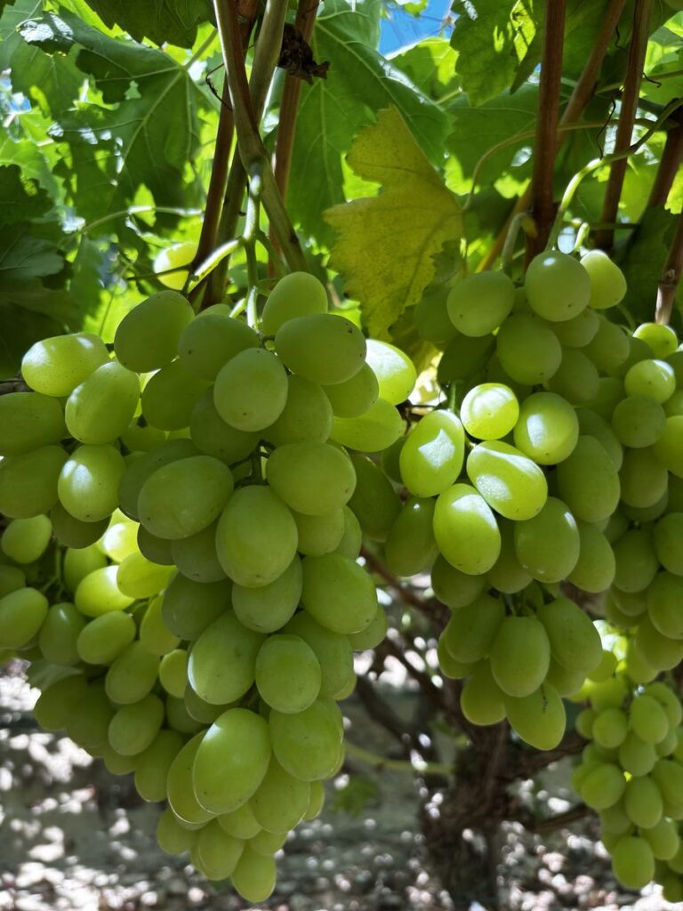 Fresh Prime Seedless Grapes from Gaara Export farms.