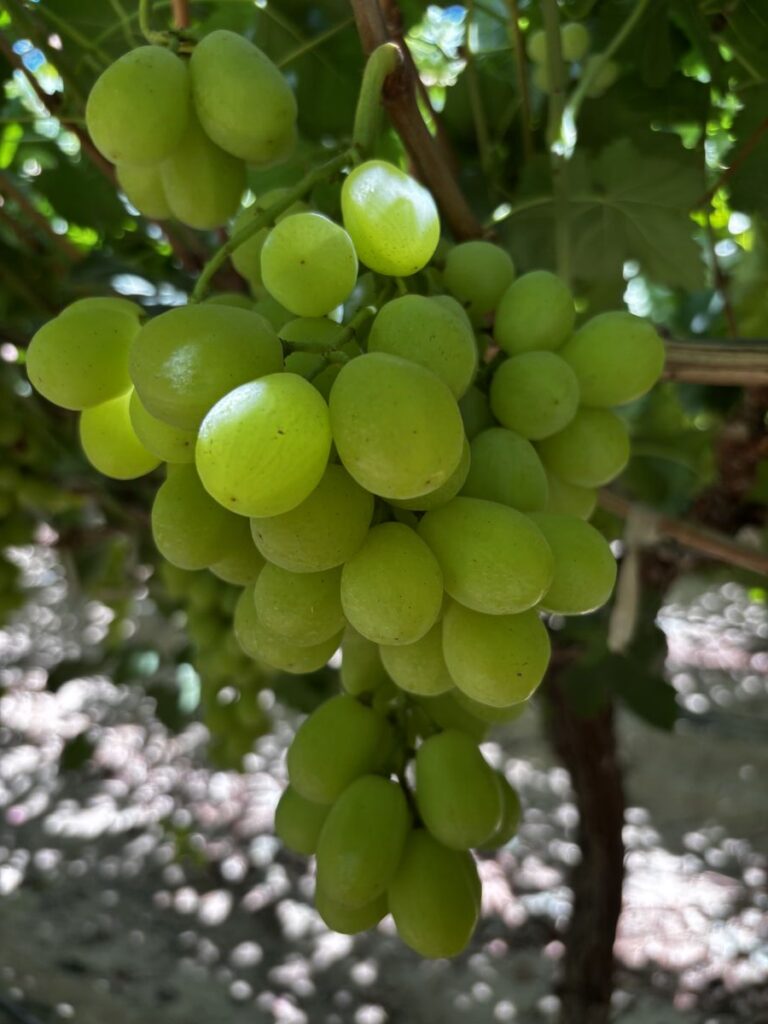 Fresh Prime Seedless Grapes from Gaara Export farms.