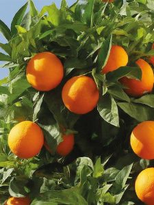 Ripe Egyptian oranges hanging on the tree, harvested for international fresh fruit export.